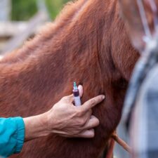 Veterinary Emergency Treatment Scenarios (VETS)