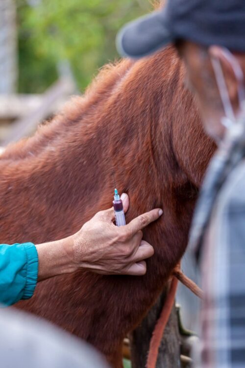 Close-up of a veterinarian injecting a horse, focused on hand and syringe.