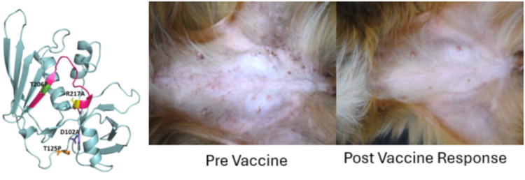Figure 1. Staphylococcus pseudintermedius vaccine. (Left) Attenuated Recombinant S. pseudintermedius vaccine component (Right) Comparison of pyoderma lesions pre-vaccine to post-vaccine in a dog.