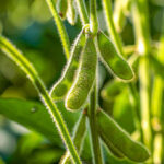 soy plantation with sky on the horizon and macro details