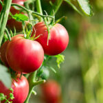 Improved Root-Knot Nematode Resistance and Developmental Traits of Tomato Plants​