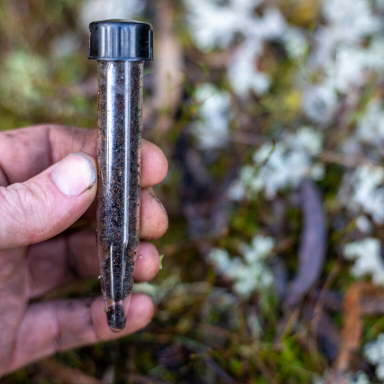 scientist taking a soil, fungi, plant, leaf sample in a test tube in the australian bush. forest research of climate change and sustain forestry in spring
