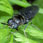 A black soldier fly - Hermetia illucens, close up.