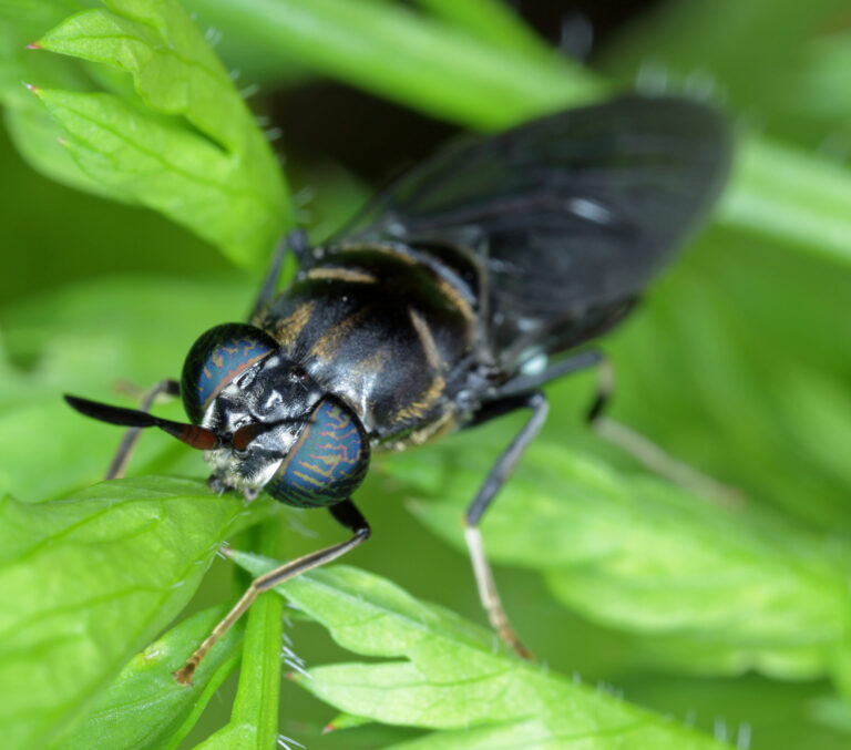A black soldier fly - Hermetia illucens, close up.