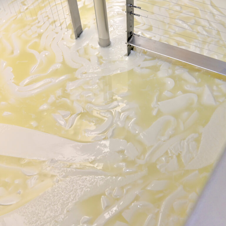 Artisanal cheese making, cutting the curd and whey in the factory tank.