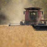 A farmer uses a combine harvester to harvest a field of soybeans.