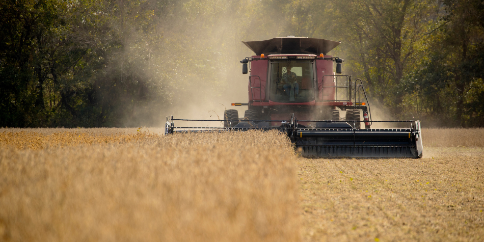 A farmer uses a combine harvester to harvest a field of soybeans.