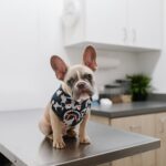 Canine vaccine for Staphylococcus pseudintermedius