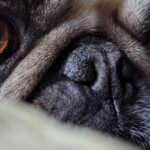 fawn pug on white textile