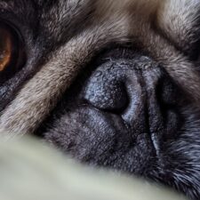 REALISTIC SURGICAL TRAINING MODEL FOR ALA-VESTIBULOPLASTY