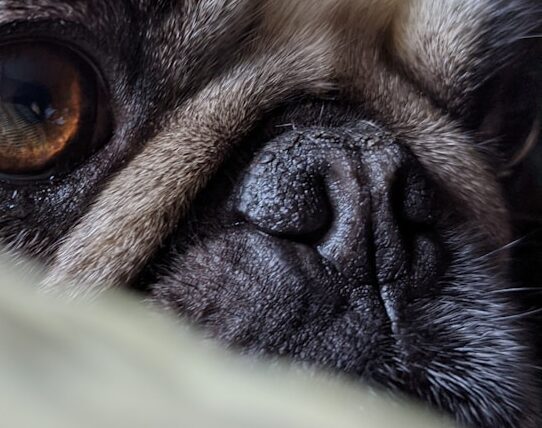 REALISTIC SURGICAL TRAINING MODEL FOR ALA-VESTIBULOPLASTY