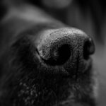 a close up of a black dog's nose
